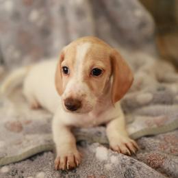Mater - Cream male Dachshund puppy in Indiantown, Florida from Turquoise River Minature Dachshunds