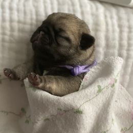 Girl 1 - Fawn Pug puppy in Live Oak, Florida from Heartstring Pugs