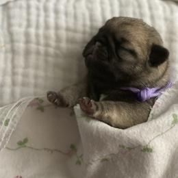 Girl 1 - Fawn Pug puppy in Live Oak, Florida from Heartstring Pugs
