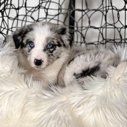 Cosmos - Blue merle male Border Collie puppy in Conway, Missouri from 2J 2K Border Collies | Maremma Sheepdogs
