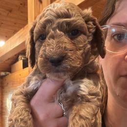 CUDA - Gold Collar - Apricot male Goldendoodle puppy in Watertown, New York from True Friend Doodles