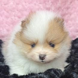 Tinker Bell - Orange parti female Pomeranian puppy in Greenville, Georgia from Breezy Hill Poms