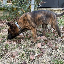 xDutch Shepherd Puppies from Crystal Coast Canines