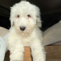 Portuguese Water Dog Puppies from Stacy's PWD Portuguese Water Dogs