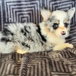 Girl blue merle fluffy - Blue merle and white female Cardigan Welsh Corgi puppy in Huntington Beach, California from Lucky Puppies