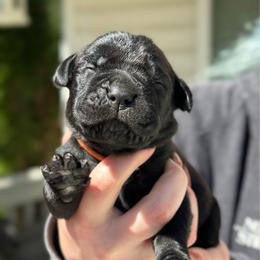 Carrot - Black male Cane Corso puppy in Lusby, Maryland from Coastal View Kennels