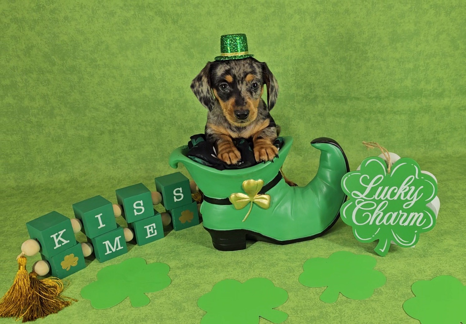 Dachshund Puppies from Newbern's Nuggets