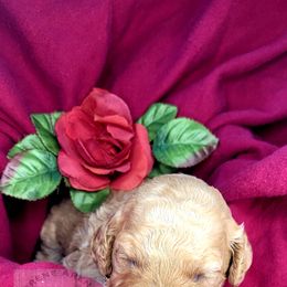 Poodle Puppies from Serene Arenas' Standard Poodles