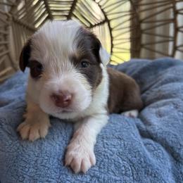 Elliot - Red tri-color male Australian Shepherd puppy in Grants Pass, Oregon from Carmel Mountain Aussies
