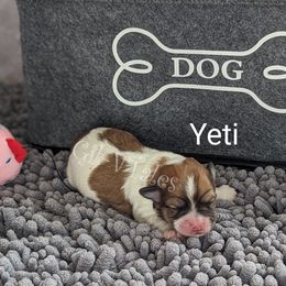 Coton de Tulear Puppies from Gil-VTales