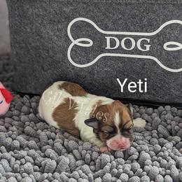 Coton de Tulear Puppies from Gil-VTales