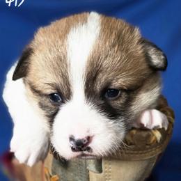 Mr Orange - Red male Pembroke Welsh Corgi puppy in Gig Harbor, Washington from Pacific Northwest Pembroke Welsh Corgis