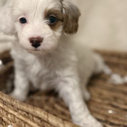 Girl 2 - Blenheim female Cavapoo puppy in Omaha, Nebraska from Danielle Elhabbal