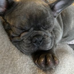 French Bulldog and Rottweiler Puppies from Wrinkle Boss FrenchBulldogs