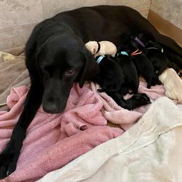Jack Russell Terrier and Labrador Retriever Puppies from Canine Assist