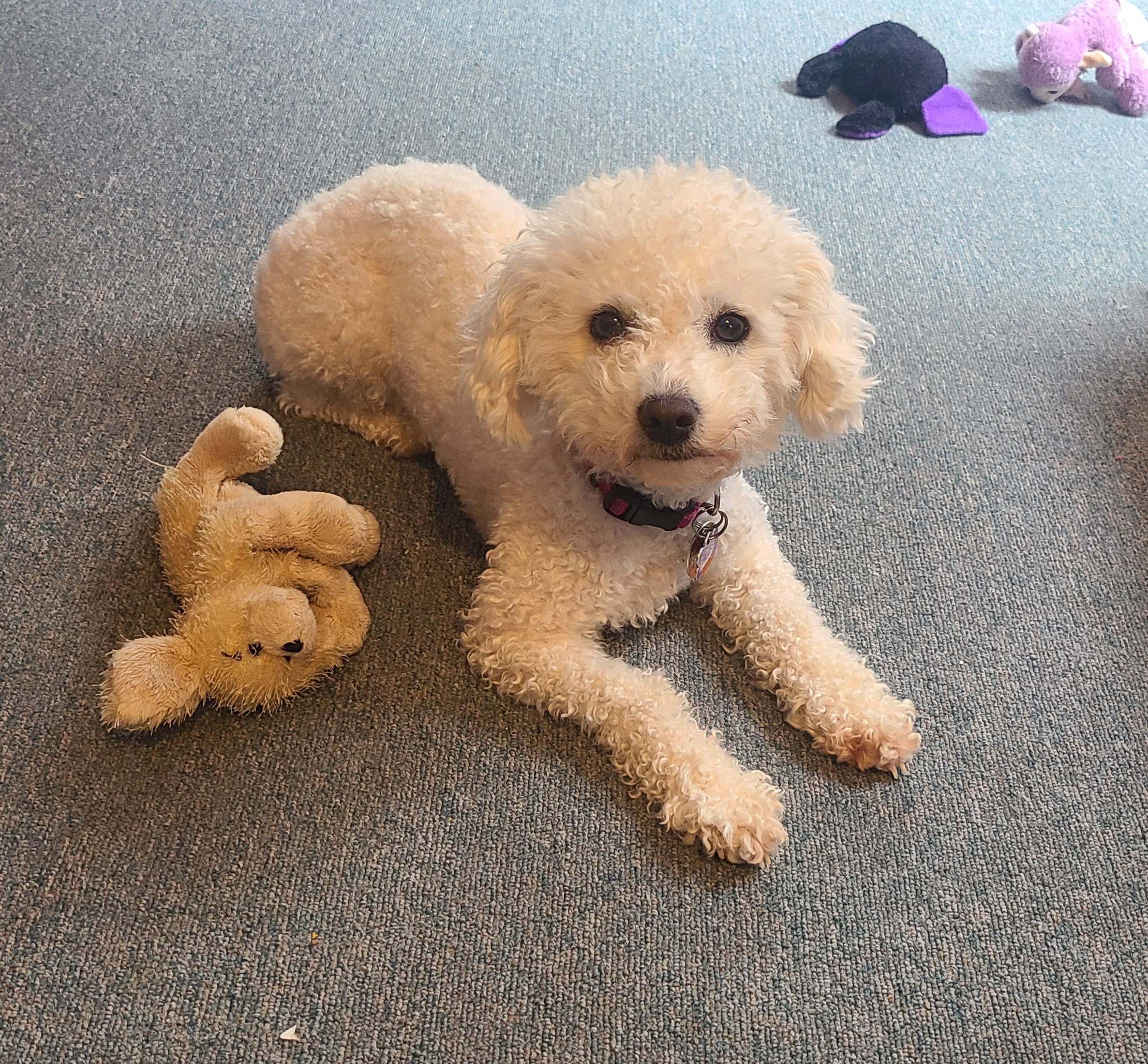 Bichon Frise Puppies from Sue's Bichon Babies
