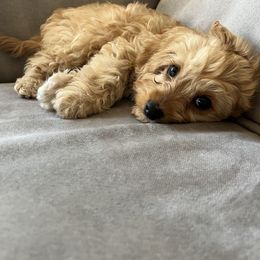 Cavapoo Puppies from Campbell Cavapoos