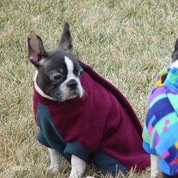Boston Terrier Puppies from Achates Bostons