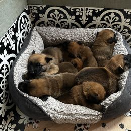 Belgian Malinois Puppies from Care 2 Protect