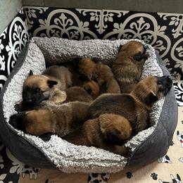 Belgian Malinois Puppies from Care 2 Protect