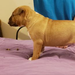 Bull Terrier Puppies from Virtue Bull Terriers