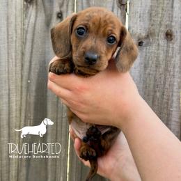 Oswald - Brindle male Dachshund puppy in Royse City, Texas from Truehearted Miniature Dachshunds