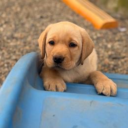 Green Collar - Yellow male Labrador Retriever puppy in Somerset, California from Cantina Labs and Cavs