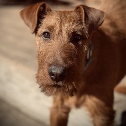 Irish Terrier and Scottish Terrier Puppies from Avonlea Terriers