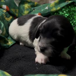 Oreo - Black and cream male Dachshund puppy in Sheridan, Arkansas from Farmhouse Dachshunds
