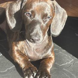 Dachshund Puppies from Army of Dachshunds