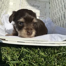 Boy 1 - Yorkshire Terrier puppy in Goode, Virginia from Glass Hill Yorkies