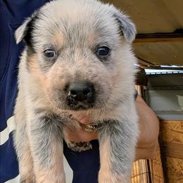 Girl 3 - Blue speckled female Australian Cattle Dog puppy in Choctaw, Oklahoma from Karen Elliott
