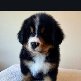 Gratitude Litter Female - Tri-color female Bernese Mountain Dog puppy in Earlham, Iowa from Summer's Berners