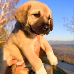Anatolian Shepherd Dog Puppies from WanderDogs.Co