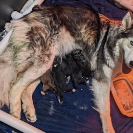 Siberian Husky puppies from Justin's Siberian Huskys