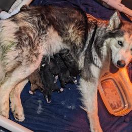 Siberian Husky puppies from Justin's Siberian Huskys