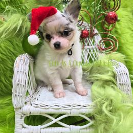 Spook 4500 - Merle male Chihuahua puppy in Piqua, Kansas from Cute As A Cupcake Chihuahuas