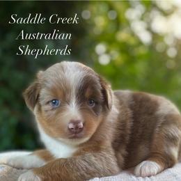 Girl 2 - Red merle female Australian Shepherd puppy in Mount Sterling, Kentucky from Saddle Creek Australian Shepherds