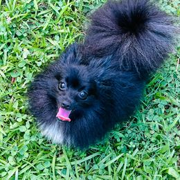 Daisy - Pomeranian