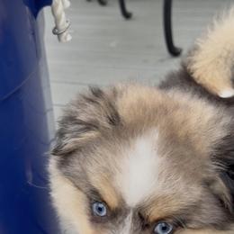 Luca - Merle male Pomsky puppy in Long Grove, Illinois from Windy City Pomsky