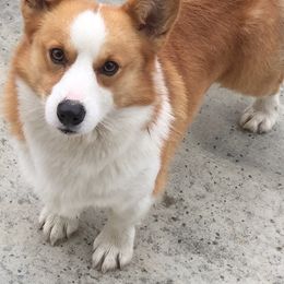 Mingo - Pembroke Welsh Corgi