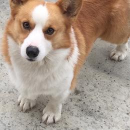 Mingo - Pembroke Welsh Corgi
