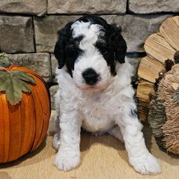 Ravioli - Black and white male Bernedoodle puppy in Opelika, Alabama from Woofington Place Doodles