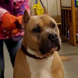 Silver - American Staffordshire Terrier