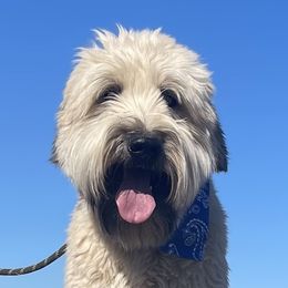 Max - Soft Coated Wheaten Terrier