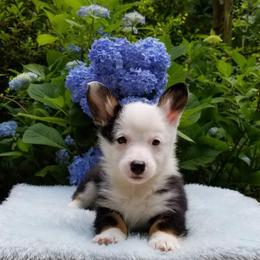 American Corgi and Pembroke Welsh Corgi Puppies from Whimsical Treasure Corgis