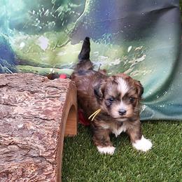 Indie - Red sable male Havanese puppy in Salt Lake City, Utah from Steal Your Heart Havanese