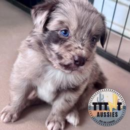 Spell - Red merle female Australian Shepherd puppy in Tucson, Arizona from TTTNT Aussies