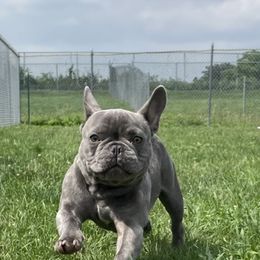French Bulldog Puppies from Heartfelt Kennels