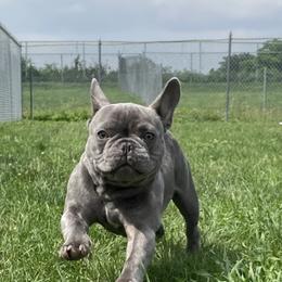 French Bulldog Puppies from Heartfelt Kennels
